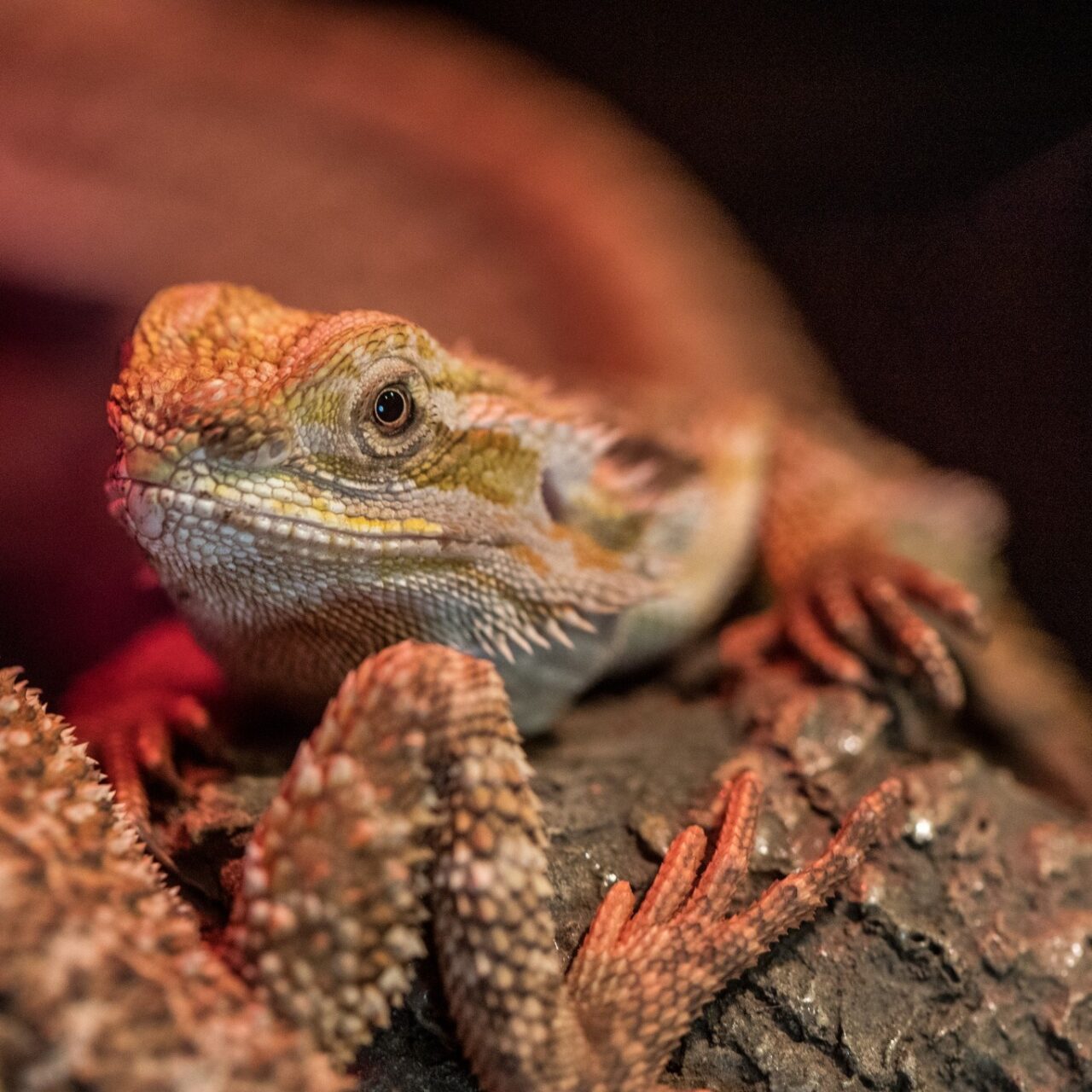Altacia Centro Comercial en León Gto. | El misterio bajo el mar | Sealand