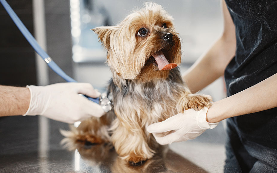  3 Razones para esterilizar a tus mascotas