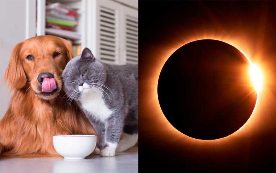 Precauciones que debes tener con tu mascota durante el eclipse solar.