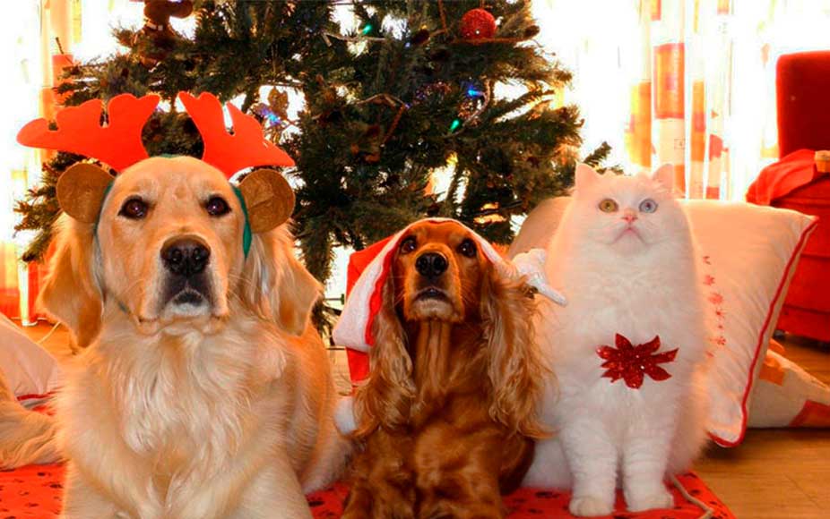 ¿Cómo cuidar a tu mascota estas fiestas navideñas?